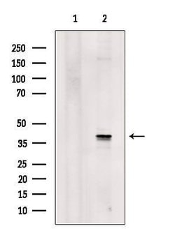 Invitrogen hnRNP A1 Polyclonal Antibody 100 &mu;L; Unconjugated:Antibodies,