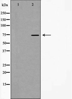 Invitrogen hnRNP M1-M4 Polyclonal Antibody 100 &mu;L; Unconjugated:Antibodies,