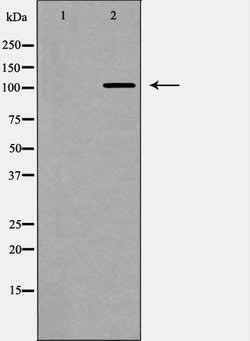 Invitrogen NOTCH2 (Cleaved Asp1733) Polyclonal Antibody 100 &mu;L; Unconjugated:Antibodies,