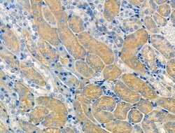 Invitrogen QRFPR Polyclonal Antibody 100 &mu;L; Unconjugated:Antibodies,