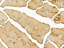 Invitrogen QRFPR Polyclonal Antibody 100 &mu;L; Unconjugated:Antibodies,