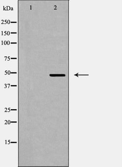 Invitrogen QRFPR Polyclonal Antibody 100 &mu;L; Unconjugated:Antibodies,