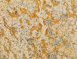 Invitrogen MKL1 Polyclonal Antibody 100 &mu;L; Unconjugated:Antibodies,