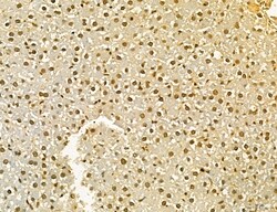 Invitrogen MKL1 Polyclonal Antibody 100 &mu;L; Unconjugated:Antibodies,