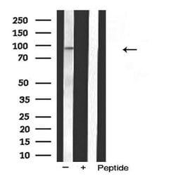 Invitrogen MKL1 Polyclonal Antibody 100 &mu;L; Unconjugated:Antibodies,