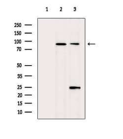 Invitrogen MKL1 Polyclonal Antibody 100 &mu;L; Unconjugated:Antibodies,
