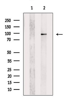 Invitrogen MKL1 Polyclonal Antibody 100 &mu;L; Unconjugated:Antibodies,