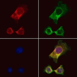 Invitrogen PERK Polyclonal Antibody 100 &mu;L; Unconjugated:Antibodies,