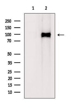 Invitrogen NOTCH1 (Cleaved Val1744) Polyclonal Antibody 100 &mu;L; Unconjugated:Antibodies,
