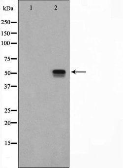Invitrogen JNK3 Polyclonal Antibody 100 &mu;L; Unconjugated:Antibodies,
