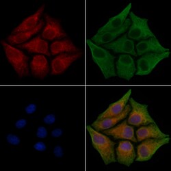 Invitrogen Fibronectin Polyclonal Antibody 100 &mu;L; Unconjugated:Antibodies,