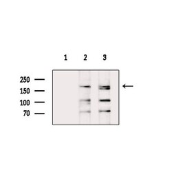 Invitrogen Fibronectin Polyclonal Antibody 100 &mu;L; Unconjugated:Antibodies,