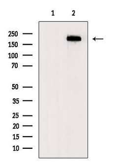 Invitrogen Fibronectin Polyclonal Antibody 100 &mu;L; Unconjugated:Antibodies,