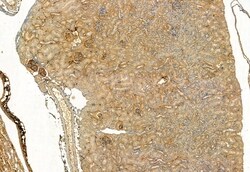 Invitrogen FAP Polyclonal Antibody 100 &mu;L; Unconjugated:Antibodies,