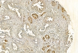 Invitrogen FAP Polyclonal Antibody 100 &mu;L; Unconjugated:Antibodies,