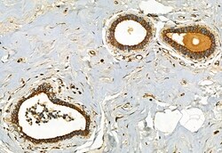 Invitrogen FAP Polyclonal Antibody 100 &mu;L; Unconjugated:Antibodies,