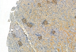 Invitrogen FAP Polyclonal Antibody 100 &mu;L; Unconjugated:Antibodies,