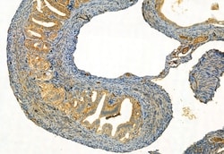 Invitrogen FAP Polyclonal Antibody 100 &mu;L; Unconjugated:Antibodies,