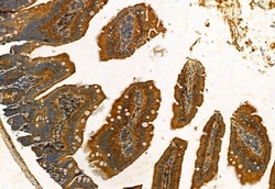 Invitrogen FAP Polyclonal Antibody 100 &mu;L; Unconjugated:Antibodies,