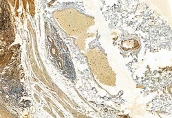 Invitrogen FAP Polyclonal Antibody 100 &mu;L; Unconjugated:Antibodies,
