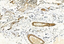 Invitrogen FAP Polyclonal Antibody 100 &mu;L; Unconjugated:Antibodies,