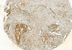 Invitrogen FAP Polyclonal Antibody 100 &mu;L; Unconjugated:Antibodies,