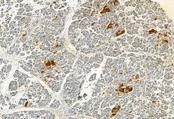 Invitrogen FAP Polyclonal Antibody 100 &mu;L; Unconjugated:Antibodies,