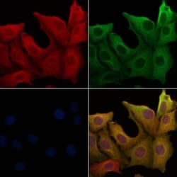 Invitrogen Gastrin Polyclonal Antibody 100 &mu;L; Unconjugated:Antibodies,