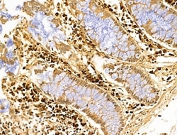 Invitrogen Gastrin Polyclonal Antibody 100 &mu;L; Unconjugated:Antibodies,