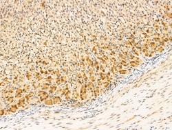 Invitrogen Gastrin Polyclonal Antibody 100 &mu;L; Unconjugated:Antibodies,