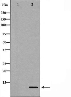 Invitrogen Gastrin Polyclonal Antibody 100 &mu;L; Unconjugated:Antibodies,