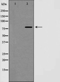 Invitrogen Cyclin F Polyclonal Antibody 100 &mu;L; Unconjugated:Antibodies,