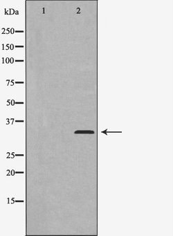 Invitrogen Cyclin C Polyclonal Antibody 100 &mu;L; Unconjugated:Antibodies,
