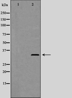 Invitrogen Phospho-Cyclin C (Ser275) Polyclonal Antibody 100 &mu;L; Unconjugated:Antibodies,