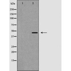 Invitrogen Phospho-Caspase 1 (Ser376) Polyclonal Antibody 100 &mu;L; Unconjugated:Antibodies,