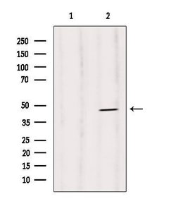 Invitrogen Phospho-Caspase 1 (Ser376) Polyclonal Antibody 100 &mu;L; Unconjugated:Antibodies,