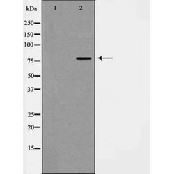 Invitrogen Phospho-DAXX (Ser668) Polyclonal Antibody 100 &mu;L; Unconjugated:Antibodies,