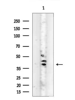 Invitrogen PSGR Polyclonal Antibody 100 &mu;L; Unconjugated:Antibodies,