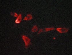 GLUT3 Polyclonal Antibody:Antibodies, Polyclonal