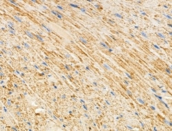 Invitrogen RhoH Polyclonal Antibody 100 &mu;L; Unconjugated:Antibodies,
