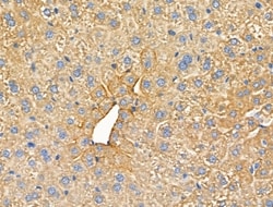 Invitrogen RhoH Polyclonal Antibody 100 &mu;L; Unconjugated:Antibodies,