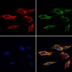Invitrogen RhoH Polyclonal Antibody 100 &mu;L; Unconjugated:Antibodies,