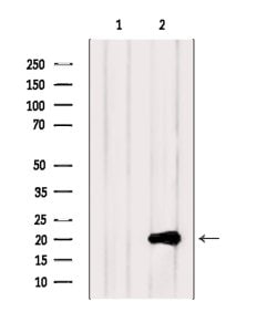 Invitrogen RhoH Polyclonal Antibody 100 &mu;L; Unconjugated:Antibodies,