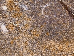 Invitrogen Ku70/Ku80 Polyclonal Antibody 100 &mu;L; Unconjugated:Antibodies,