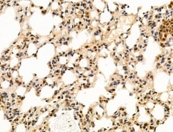 Invitrogen Ku70/Ku80 Polyclonal Antibody 100 &mu;L; Unconjugated:Antibodies,