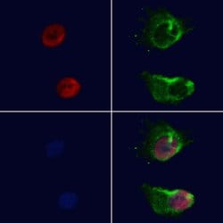 Invitrogen Ku70/Ku80 Polyclonal Antibody 100 &mu;L; Unconjugated:Antibodies,