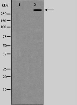 Invitrogen CBP/p300 Polyclonal Antibody 100 &mu;L; Unconjugated:Antibodies,