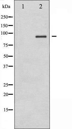 Invitrogen IKK alpha/beta Polyclonal Antibody 100 &mu;L; Unconjugated:Antibodies,