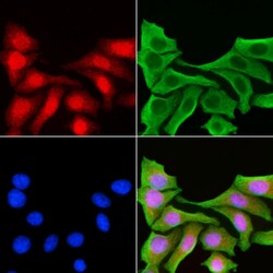 Invitrogen MiTF Polyclonal Antibody 100 &mu;L; Unconjugated:Antibodies,