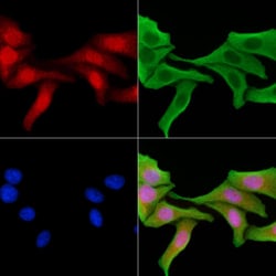 Invitrogen MiTF Polyclonal Antibody 100 &mu;L; Unconjugated:Antibodies,